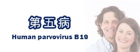 第五病Human parvovirus B19